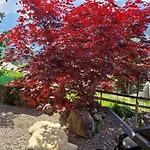Appartamento Gotthelf Gartenstudio, Ferien Mit Hund *