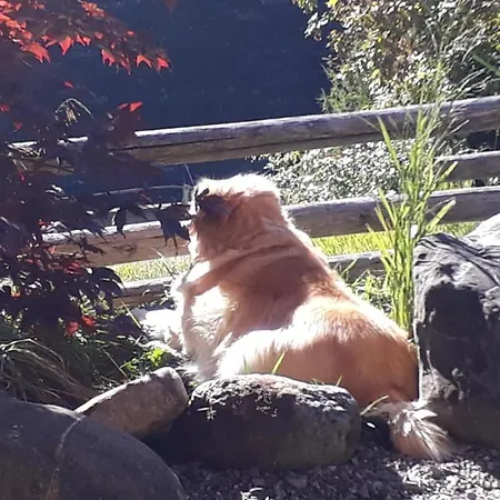 Gotthelf Gartenstudio, Ferien Mit Hund * アデルボーデン