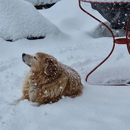 Gotthelf Gartenstudio, Ferien Mit Hund *