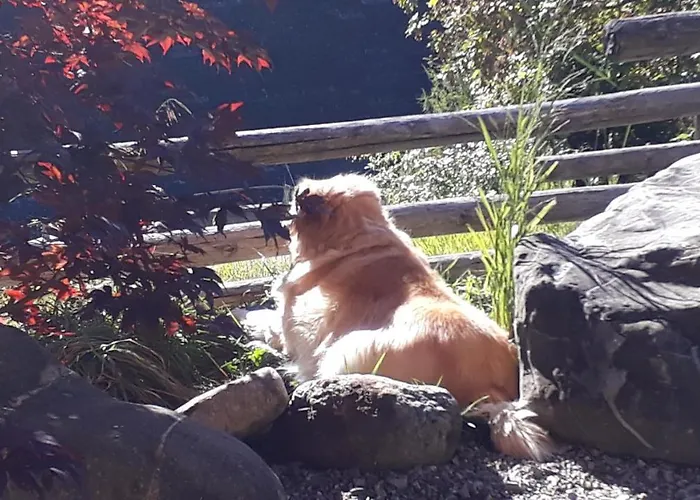 Gotthelf Gartenstudio, Ferien Mit Hund * Adelboden