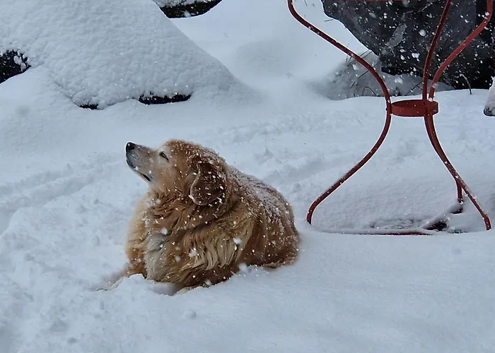 Gotthelf Gartenstudio, Ferien Mit Hund *