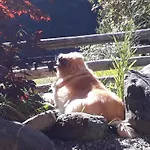 Gotthelf Gartenstudio, Ferien Mit Hund * アデルボーデン